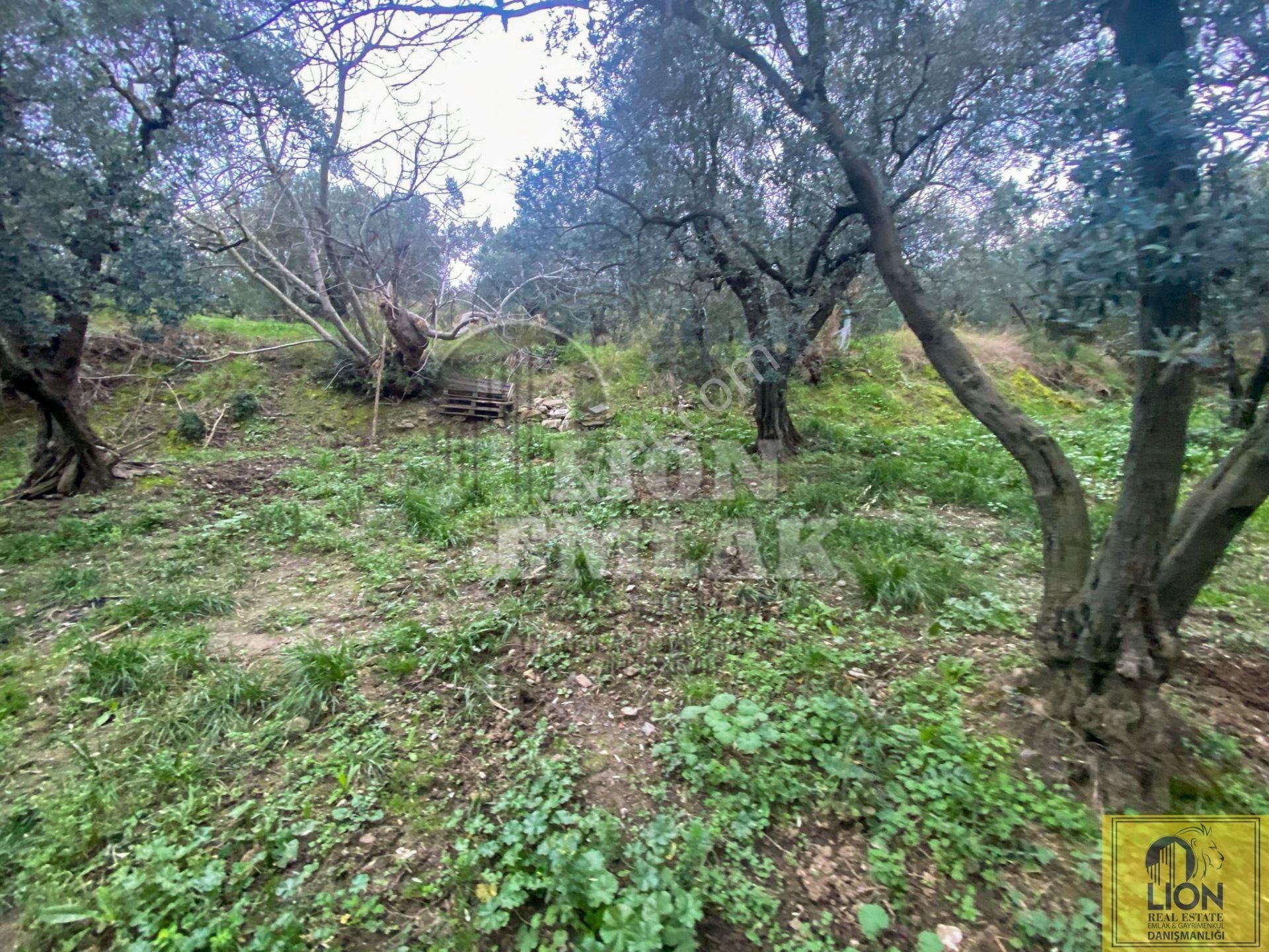 🟨⬛lıon Emlak'tan Erdek Alaettin Mahallesi Ana Caddeye Yakın 851m² Satılık Fırsat Zeytinlik⬛🟨 - Görsel 33