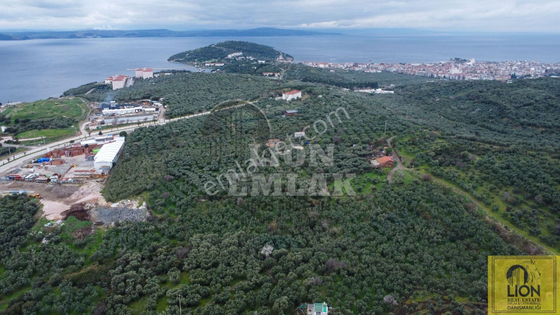 🟨⬛lıon Emlak'tan Erdek Alaettin Mahallesi Ana Caddeye Yakın 851m² Satılık Fırsat Zeytinlik⬛🟨 - Görsel 7