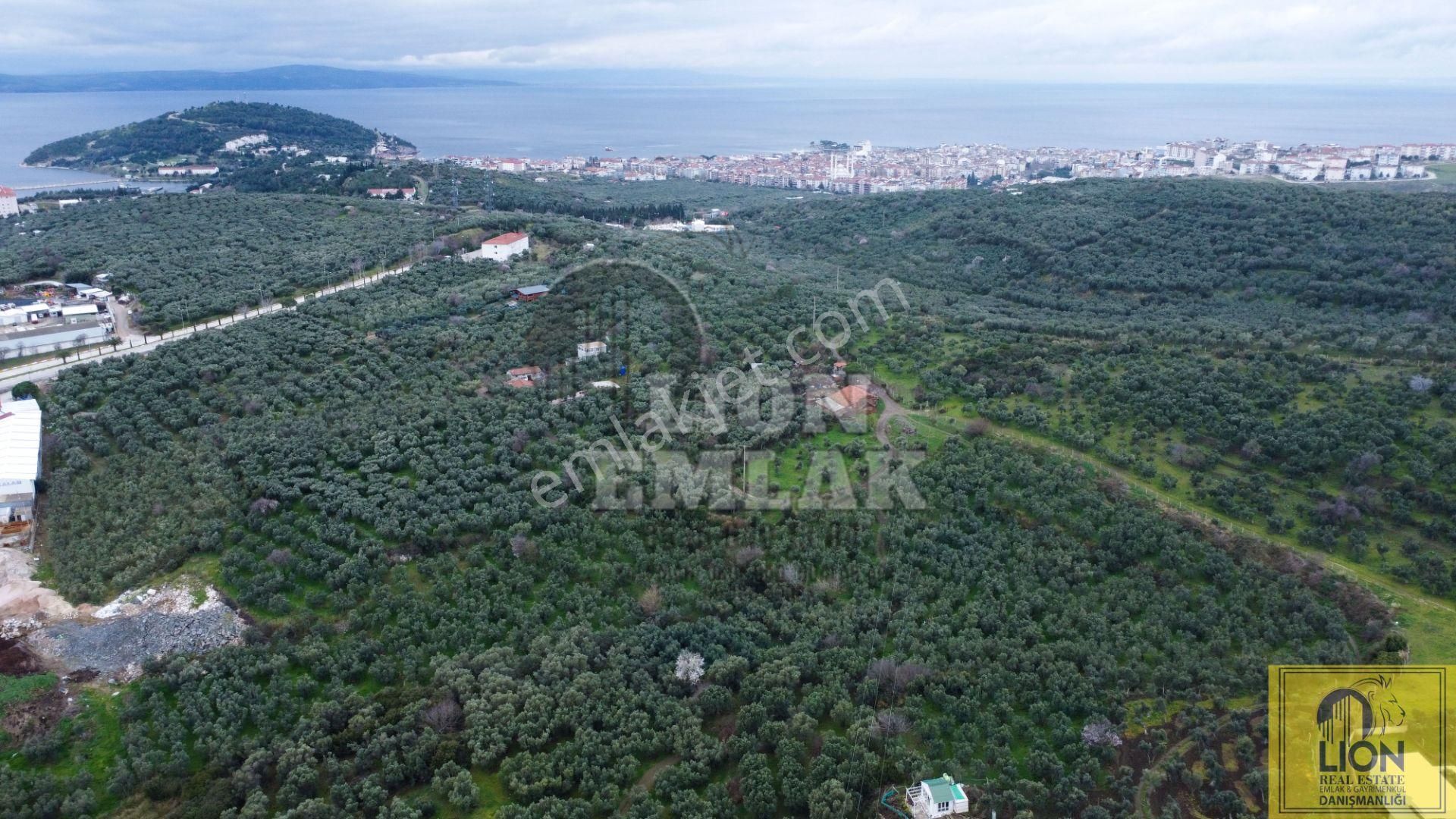 🟨⬛lıon Emlak'tan Erdek Alaettin Mahallesi Ana Caddeye Yakın 851m² Satılık Fırsat Zeytinlik⬛🟨 - Görsel 9