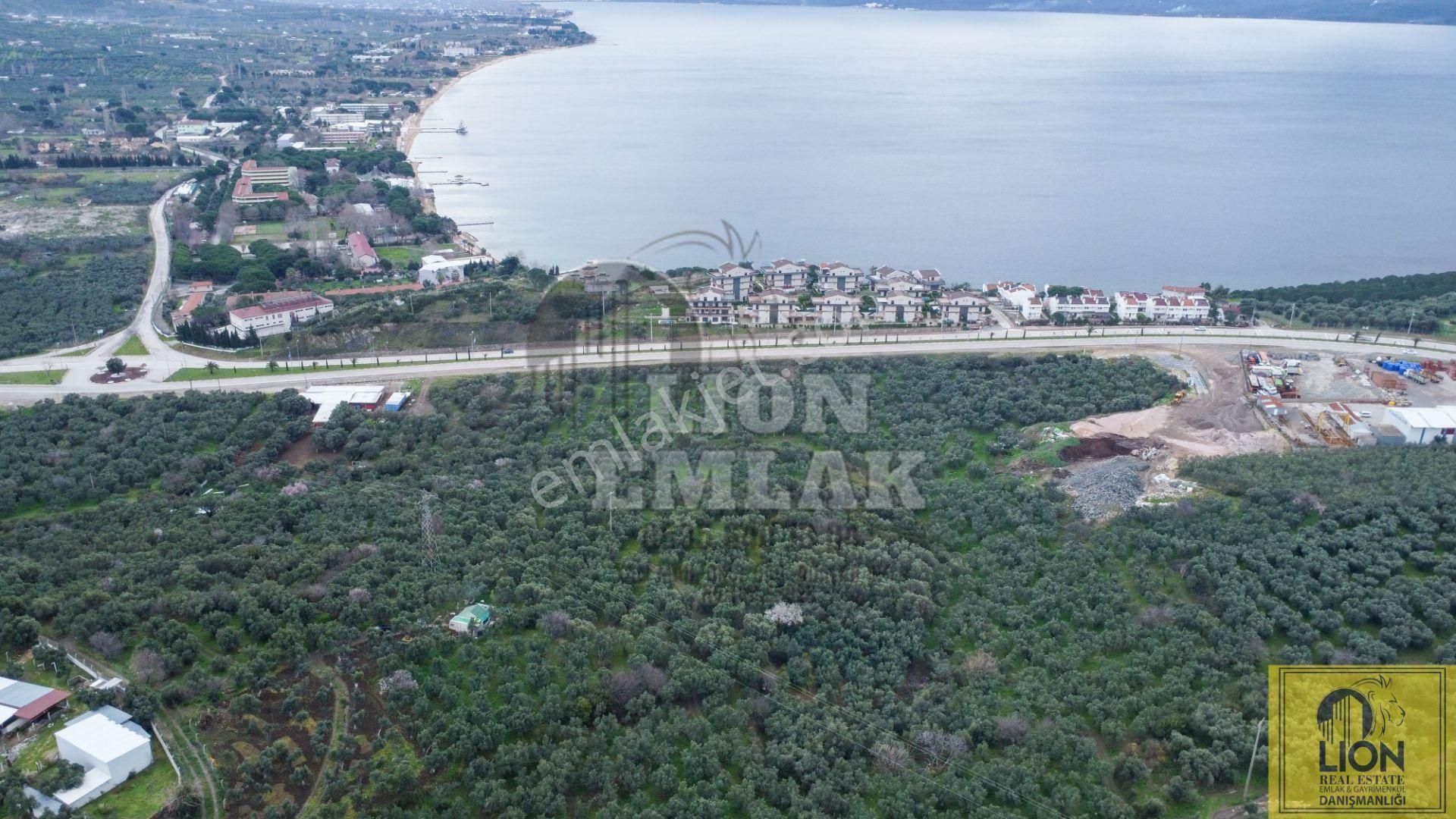 🟨⬛lıon Emlak'tan Erdek Alaettin Mahallesi Ana Caddeye Yakın 851m² Satılık Fırsat Zeytinlik⬛🟨 - Görsel 8