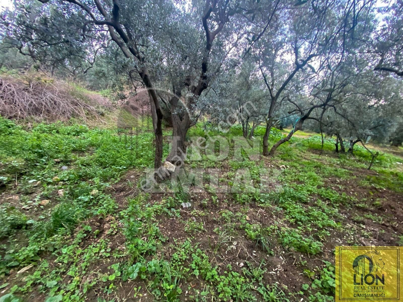 🟨⬛lıon Emlak'tan Erdek Alaettin Mahallesi Ana Caddeye Yakın 851m² Satılık Fırsat Zeytinlik⬛🟨 - Görsel 29