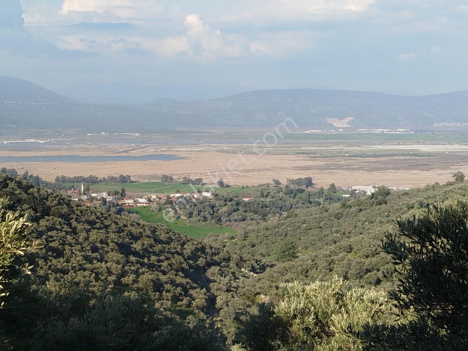 Deniz Manzaralı Zeytinlik Fırsatı!!!