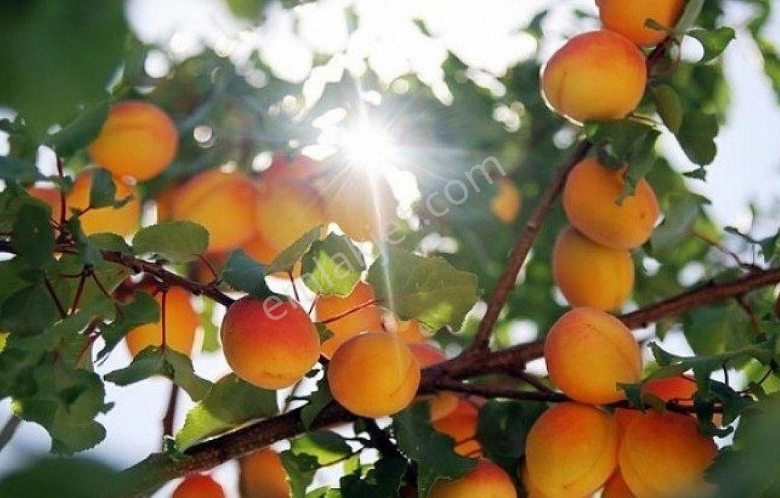 Doğa Köyde Tek Tapu Satılık Kayısı Bahçesi Yatırım Fırsatı - Görsel 3