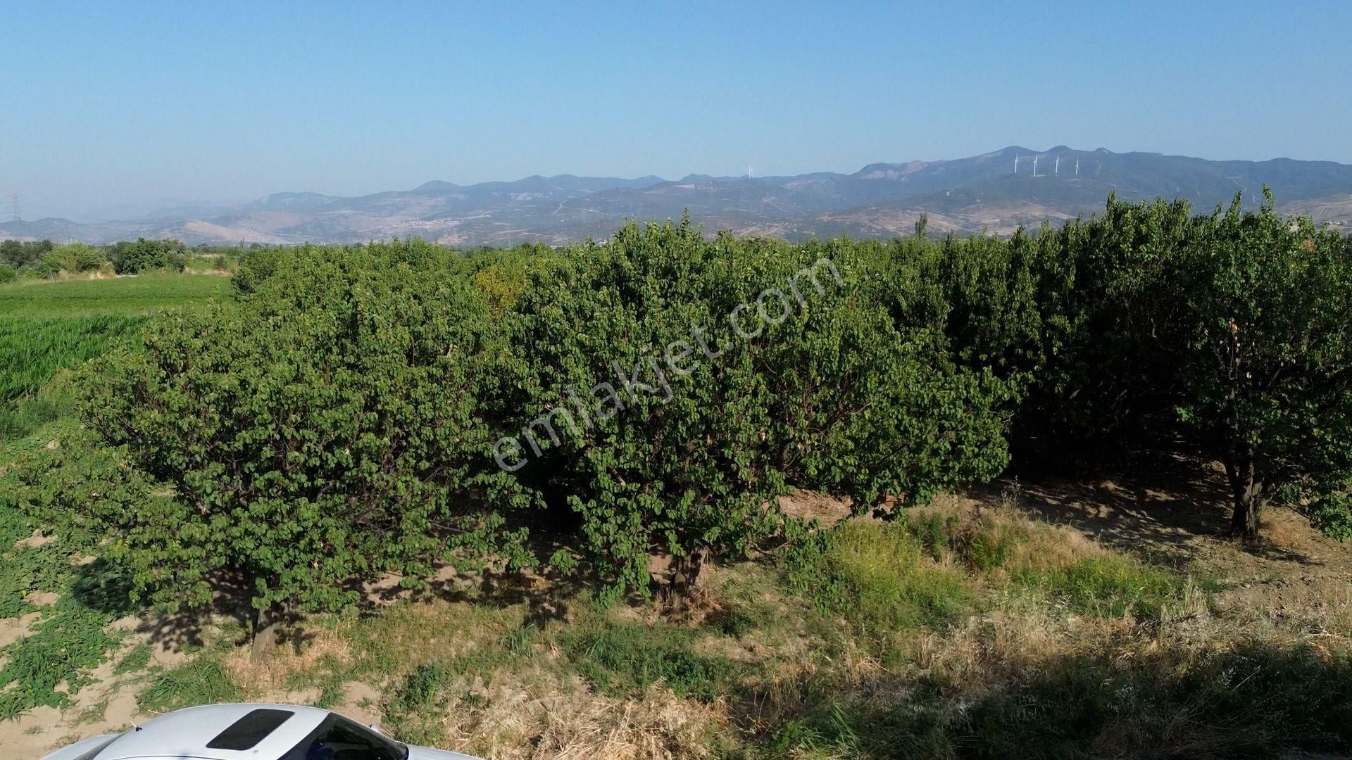 Doğa Köyde Tek Tapu Satılık Kayısı Bahçesi Yatırım Fırsatı - Görsel 6