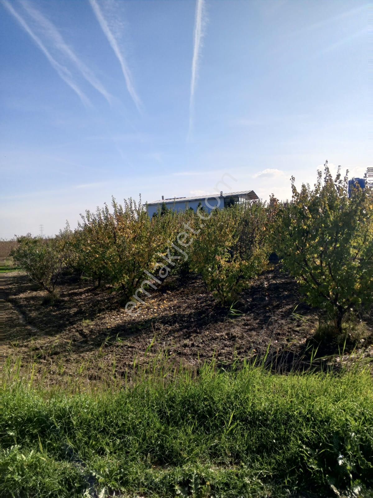 Doğa Köyde Tek Tapu Satılık Kayısı Bahçesi Yatırım Fırsatı - Görsel 15