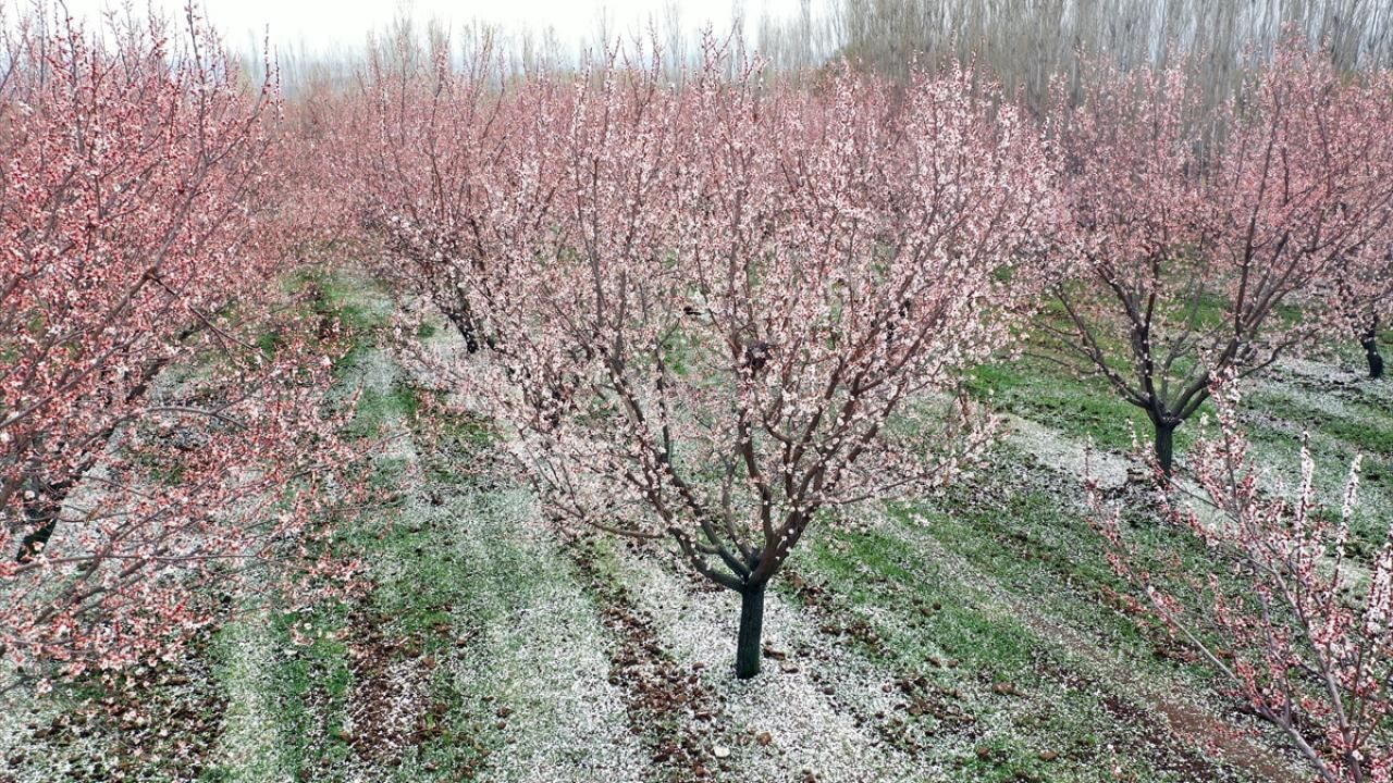 Doğa Köyde Tek Tapu Satılık Kayısı Bahçesi Yatırım Fırsatı - Görsel 5