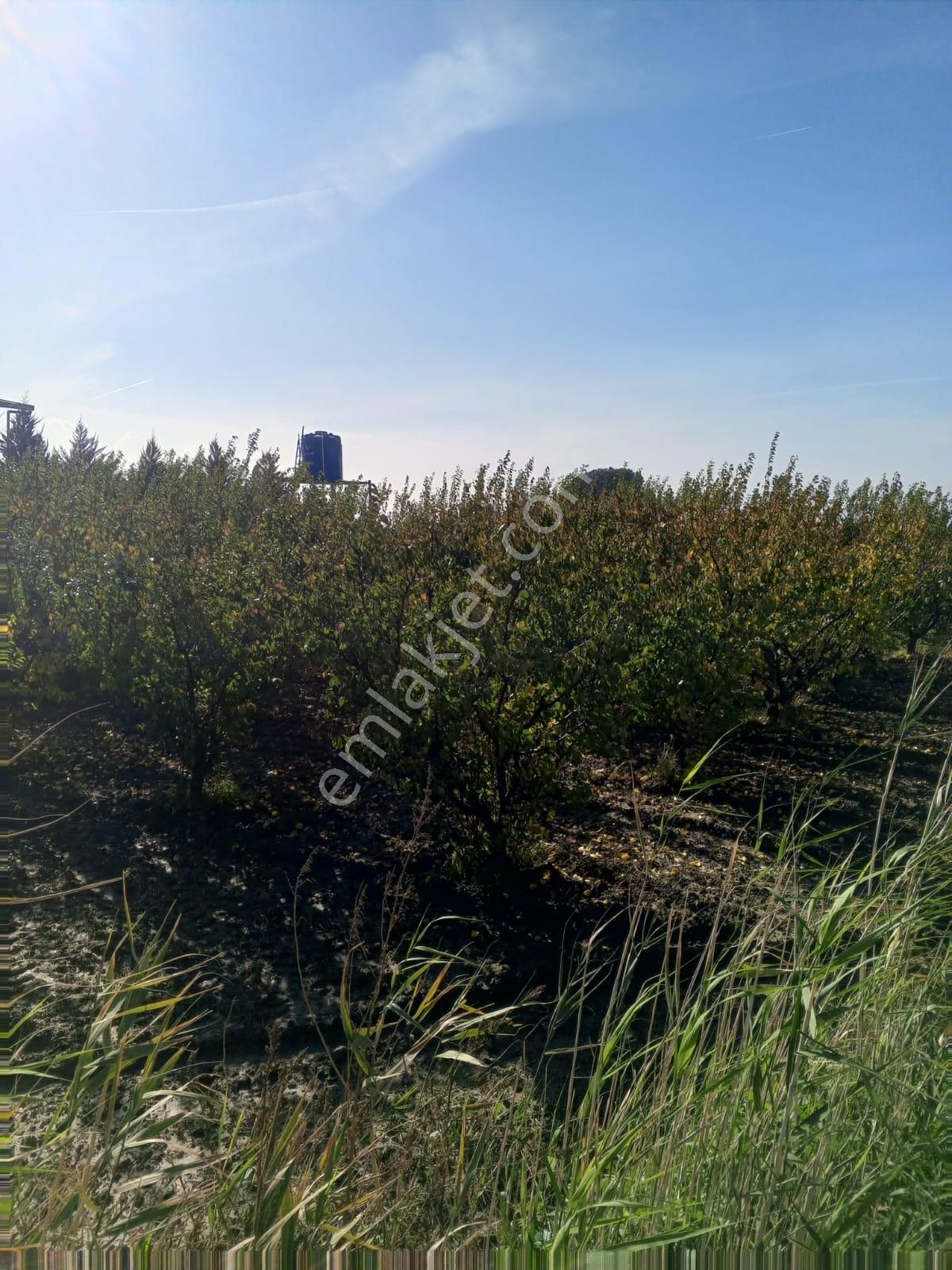 Doğa Köyde Tek Tapu Satılık Kayısı Bahçesi Yatırım Fırsatı - Görsel 9