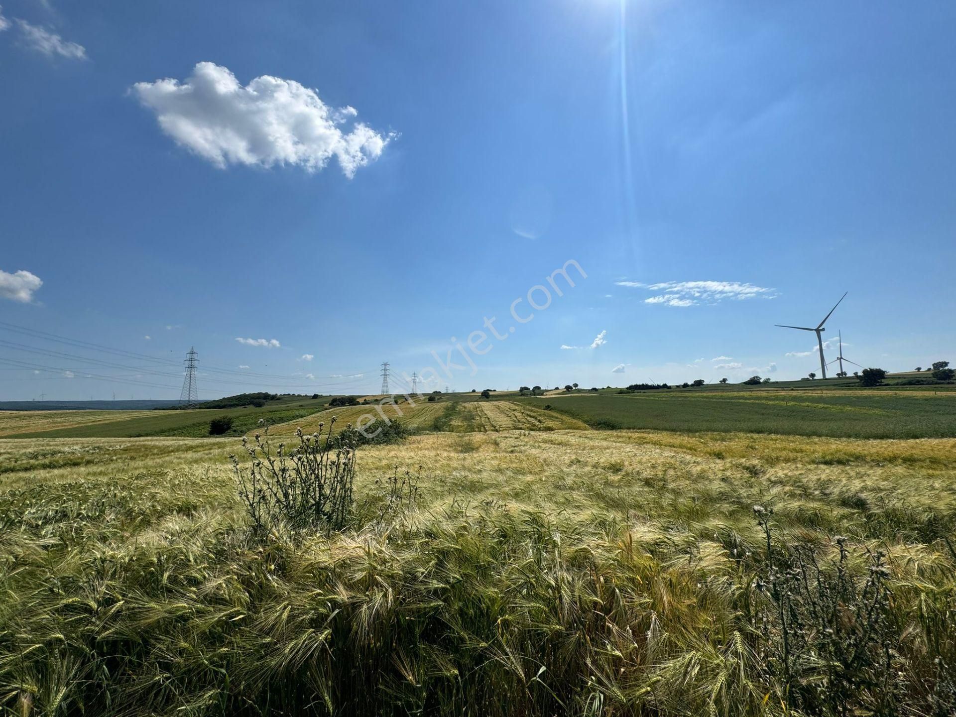 Silivri Büyükkılıçlı'da Kadastro Yola Cephe Tek Tapu Arazi - Görsel 15