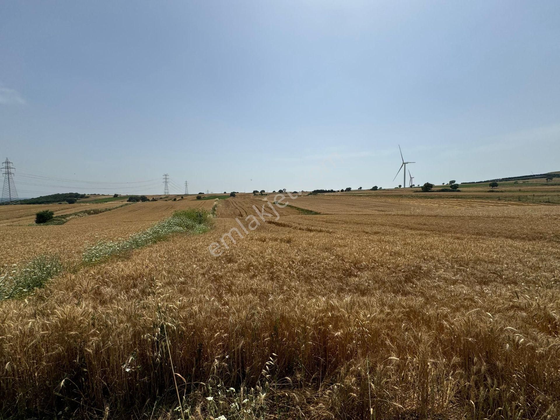 Silivri Büyükkılıçlı'da Kadastro Yola Cephe Tek Tapu Arazi - Görsel 9