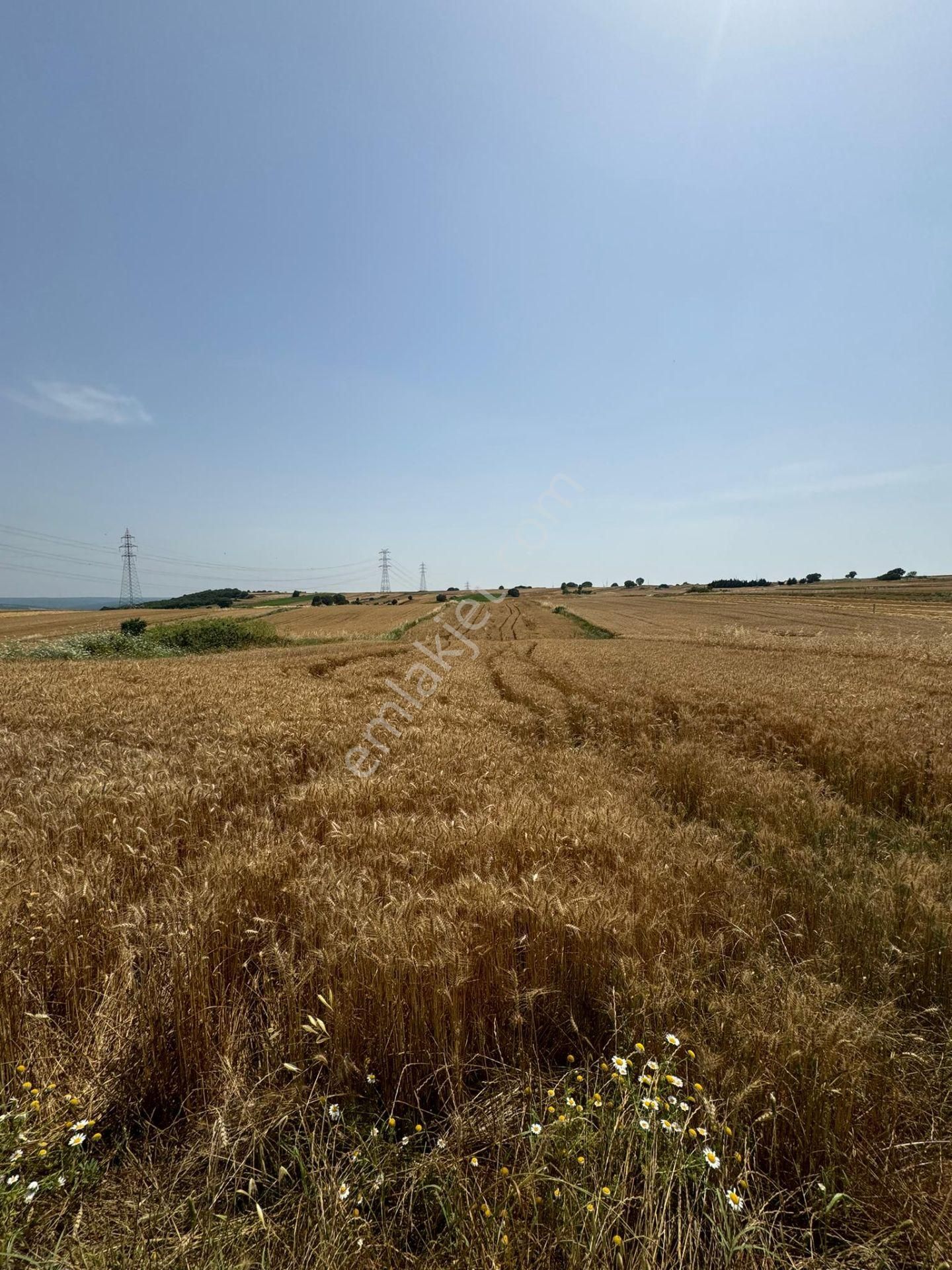 Silivri Büyükkılıçlı'da Kadastro Yola Cephe Tek Tapu Arazi - Görsel 2