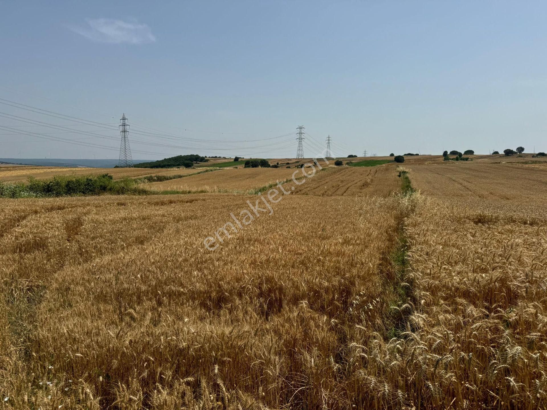 Silivri Büyükkılıçlı'da Kadastro Yola Cephe Tek Tapu Arazi - Görsel 6