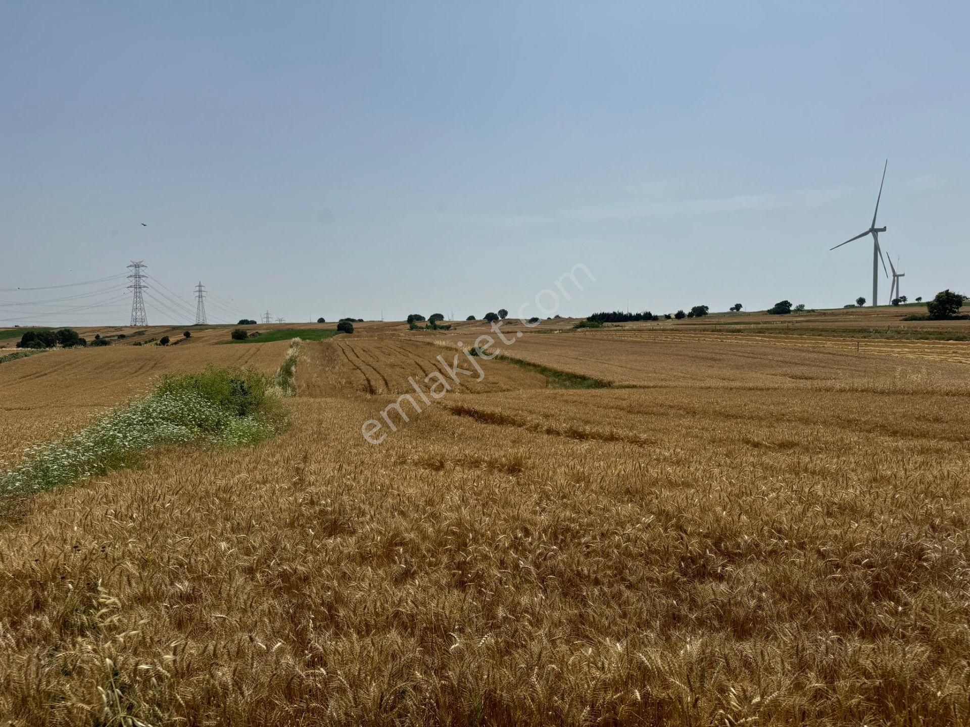 Silivri Büyükkılıçlı'da Kadastro Yola Cephe Tek Tapu Arazi - Görsel 7
