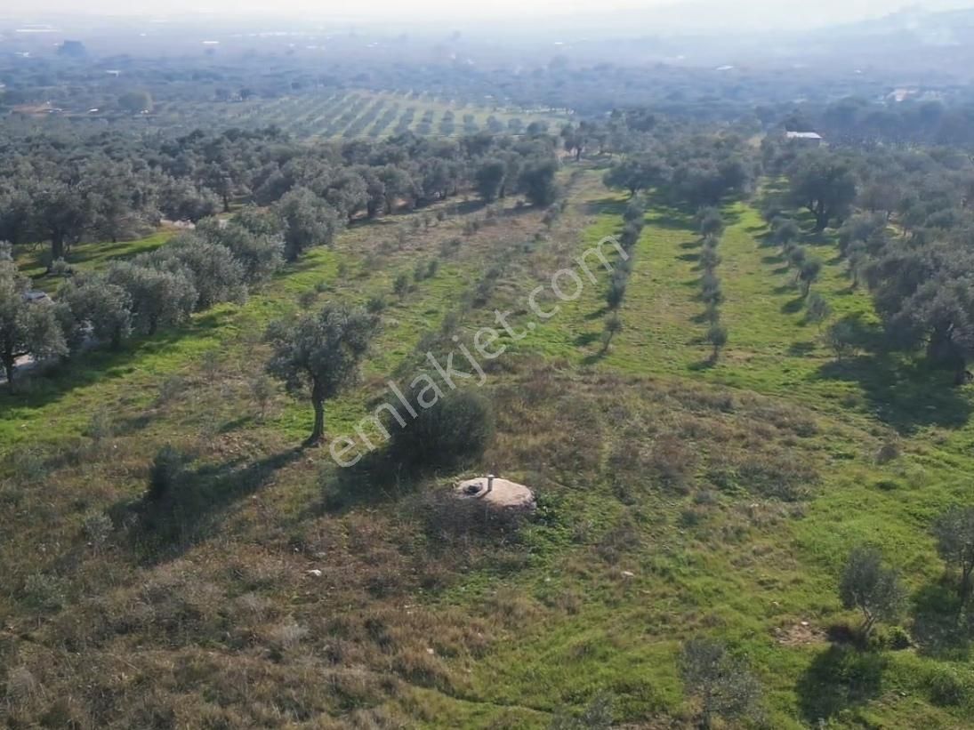Torbalı Saipler Satılık Müstakil Tapu Zeytinlik - Görsel 16