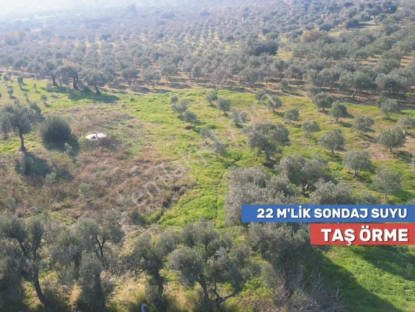 Torbalı Saipler Satılık Müstakil Tapu Zeytinlik - Görsel 8