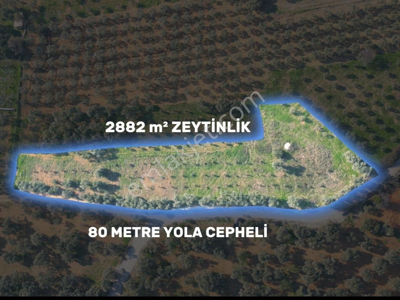 Torbalı Saipler Satılık Müstakil Tapu Zeytinlik - Görsel 3