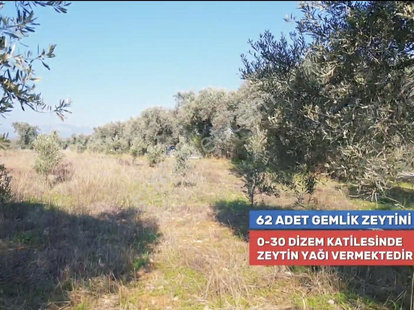 Torbalı Saipler Satılık Müstakil Tapu Zeytinlik - Görsel 14