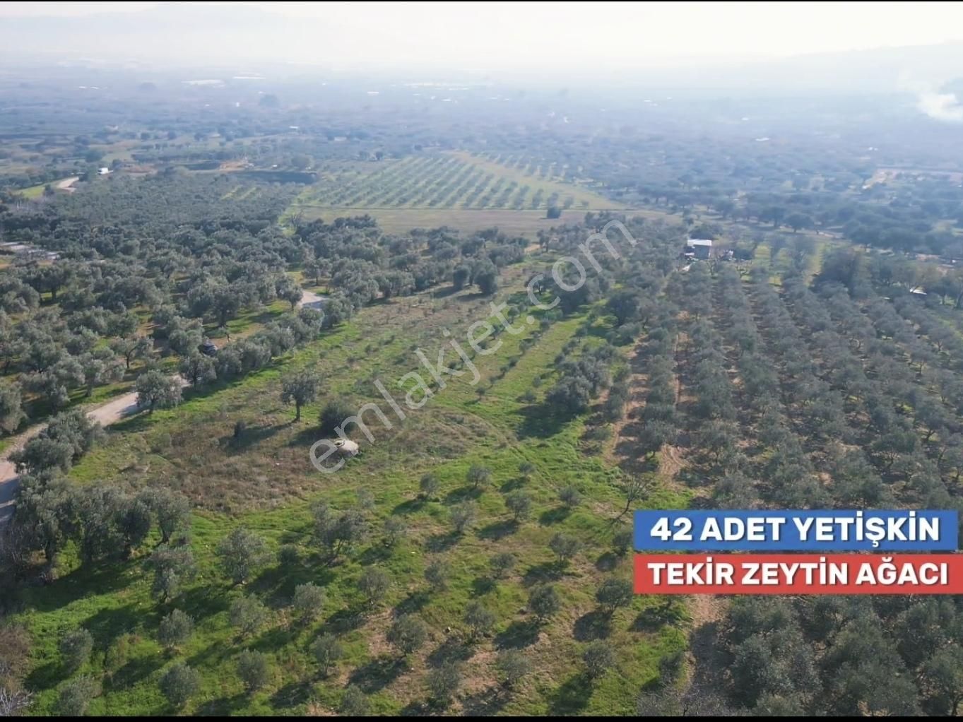 Torbalı Saipler Satılık Müstakil Tapu Zeytinlik - Görsel 5