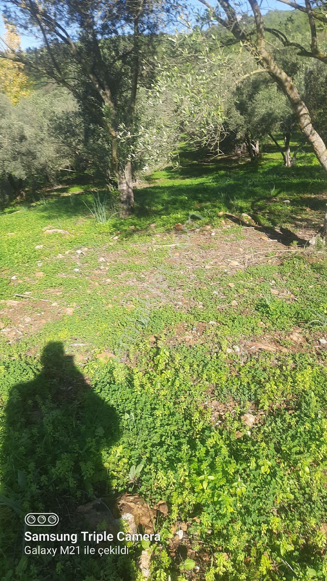 Ortaca Güzelyurt'da Satılık Tarla - Görsel 12