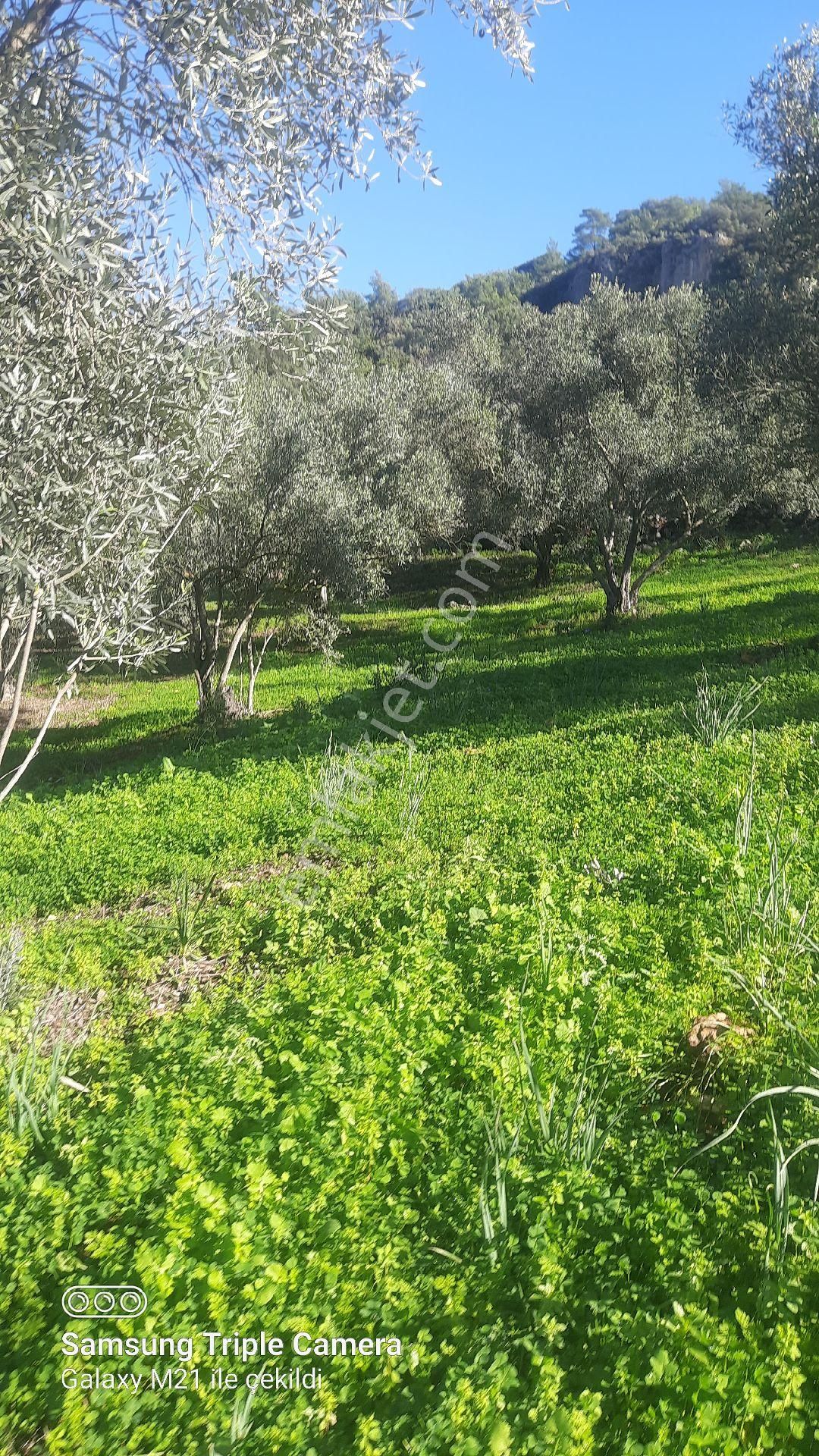 Ortaca Güzelyurt'da Satılık Tarla - Görsel 15