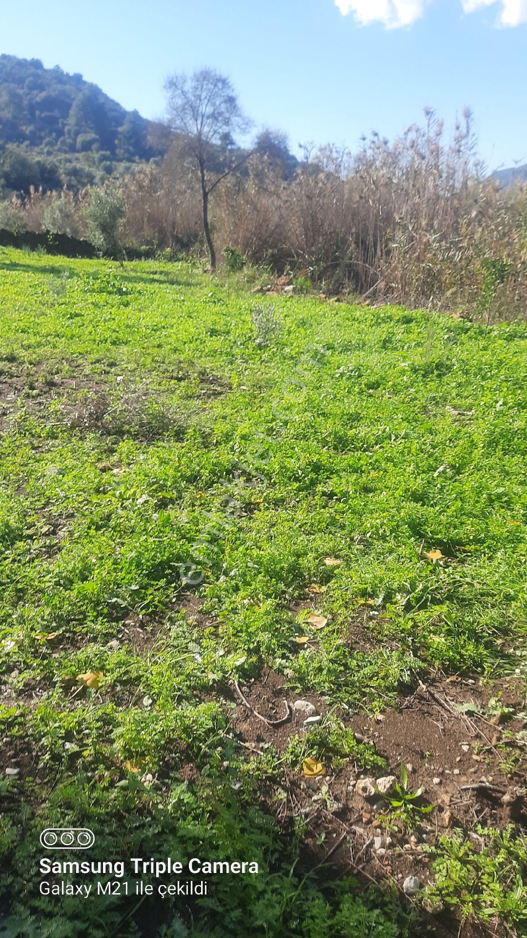 Ortaca Güzelyurt'da Satılık Tarla - Görsel 16