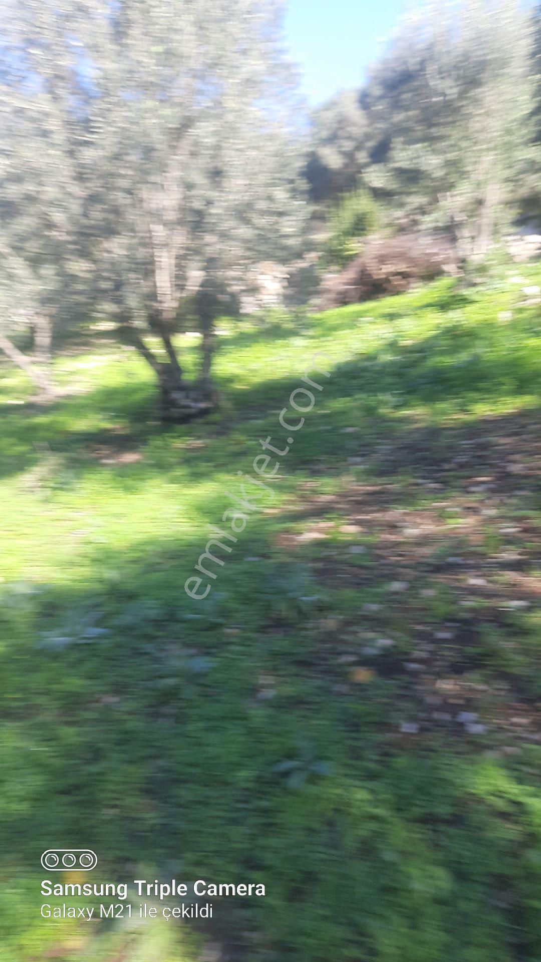 Ortaca Güzelyurt'da Satılık Tarla - Görsel 3