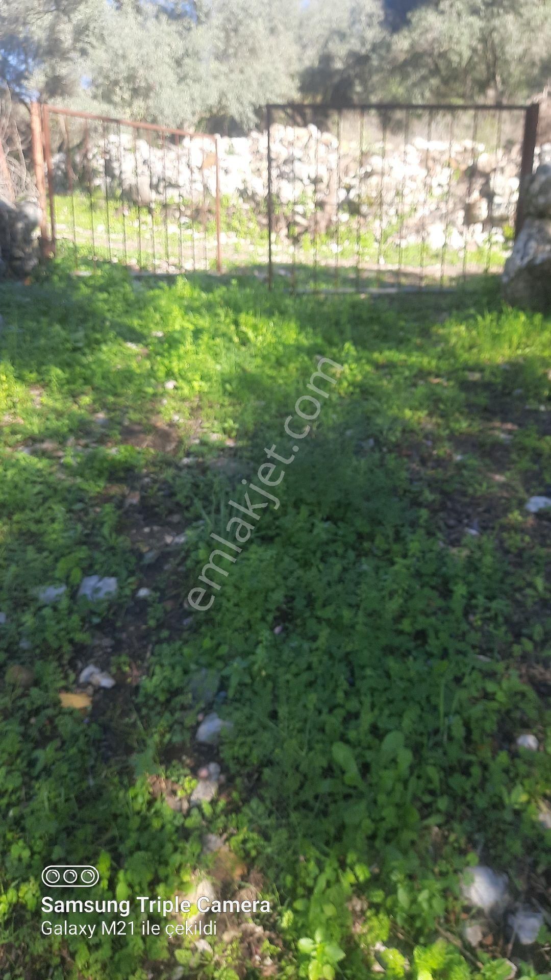 Ortaca Güzelyurt'da Satılık Tarla - Görsel 2