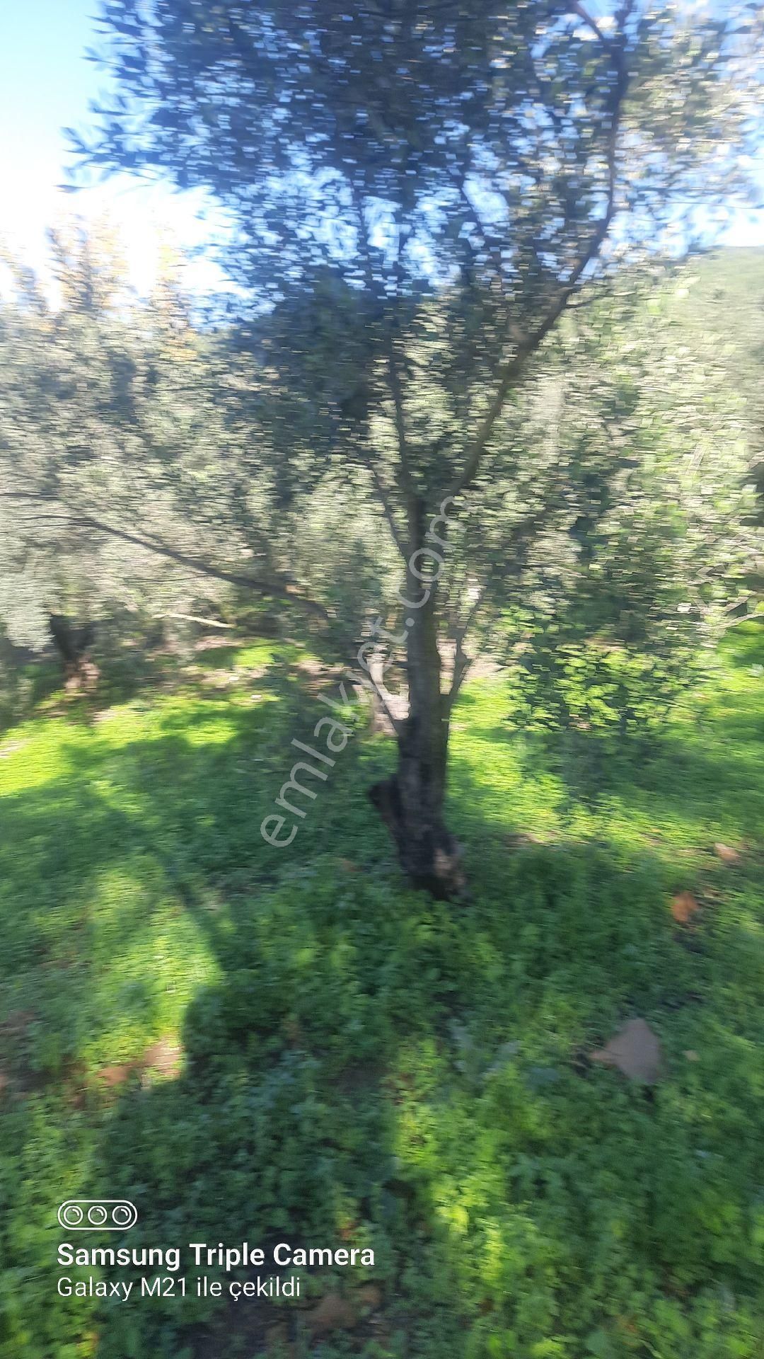Ortaca Güzelyurt'da Satılık Tarla - Görsel 8