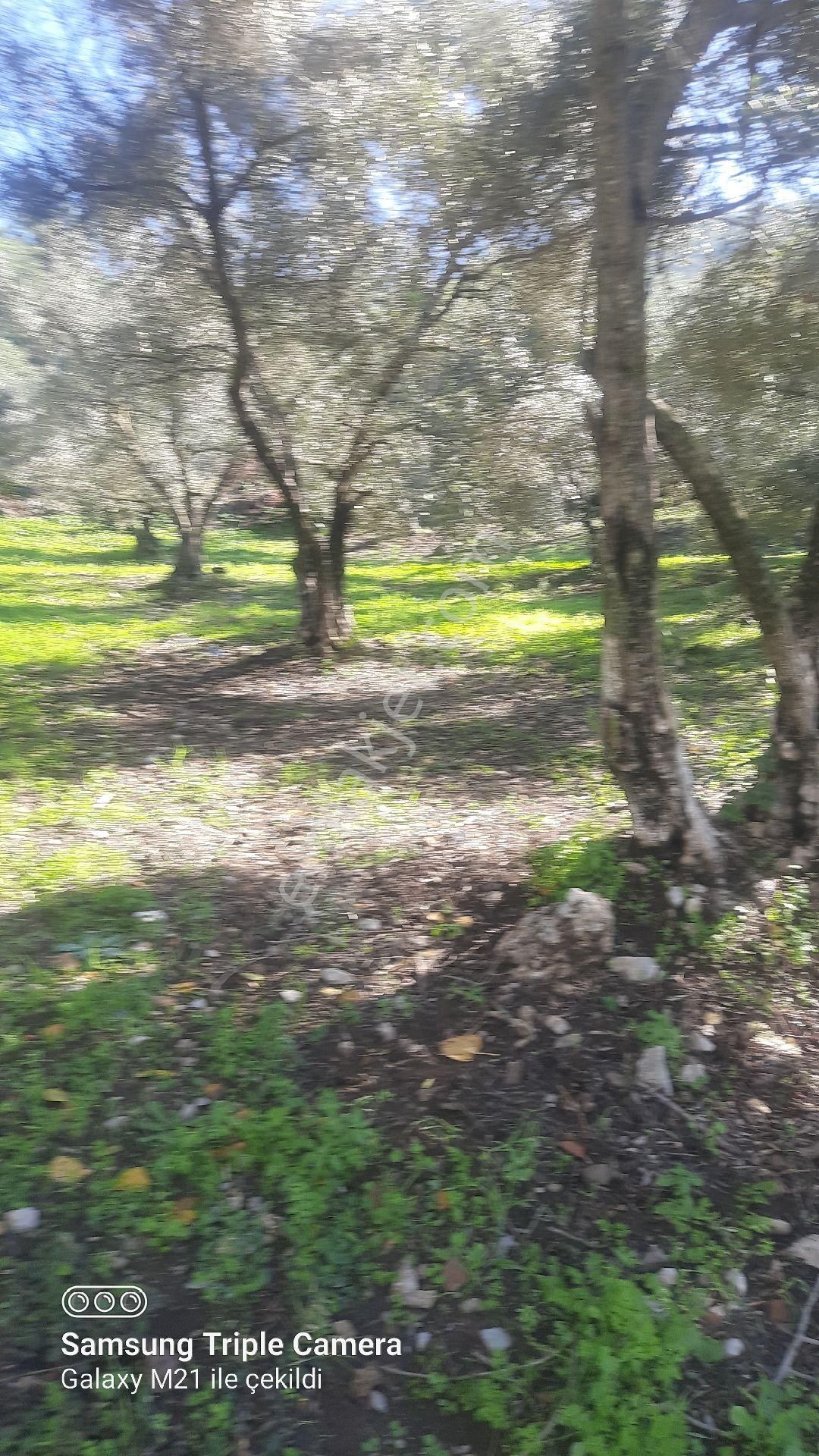 Ortaca Güzelyurt'da Satılık Tarla - Görsel 20