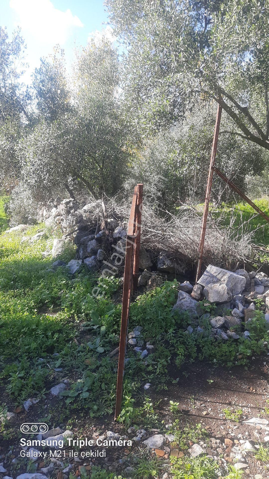 Ortaca Güzelyurt'da Satılık Tarla - Görsel 24