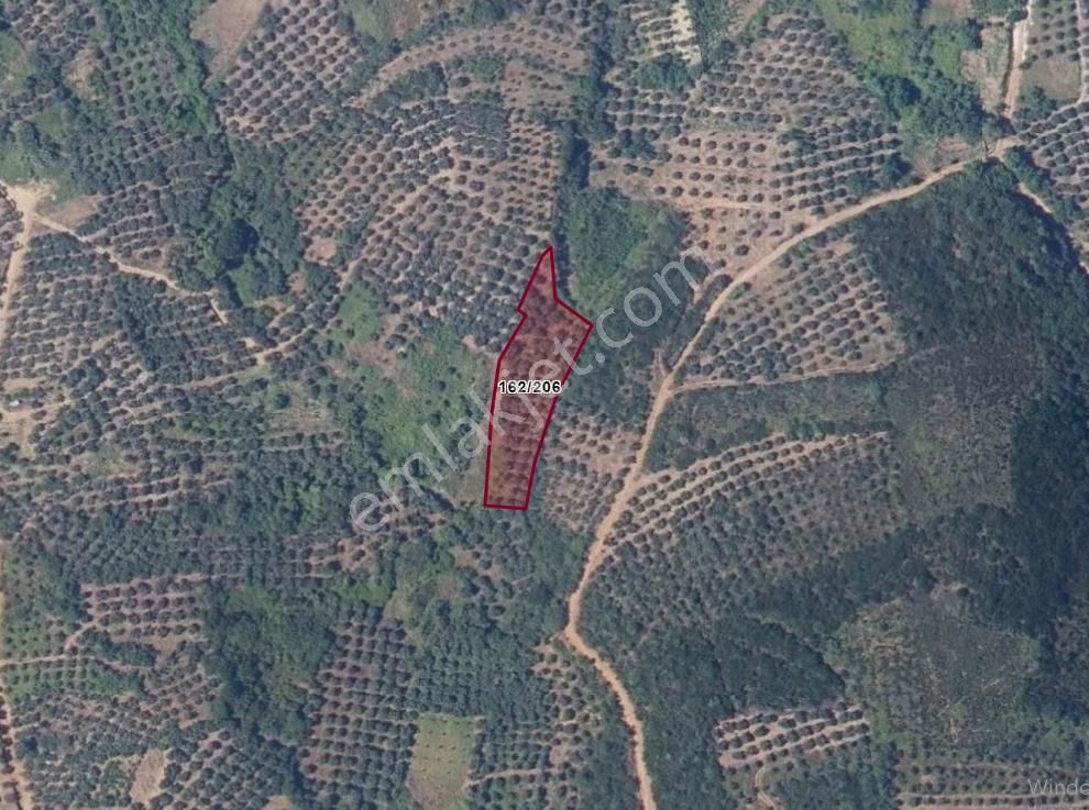 Balıkesir Bandırma Sahil Yenice Mah. 2.195 M2 Satılık Zeytinlik Deniz Manzaralı Merkeze Yakın - Görsel 2