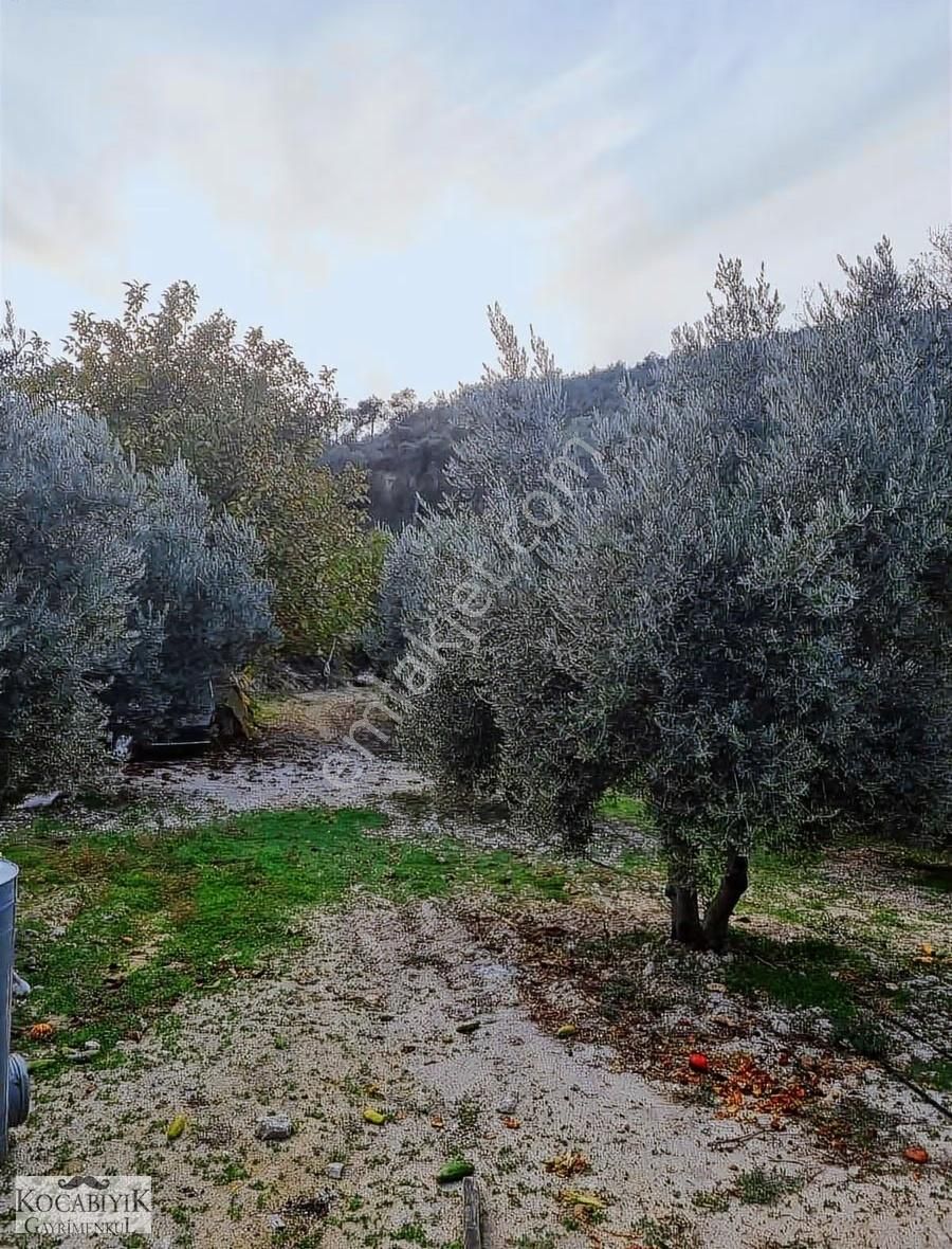 Kocabıyık Gayrimenkul'den Güney Karaağaçlı'da Zeytin Bahçesi - Görsel 3