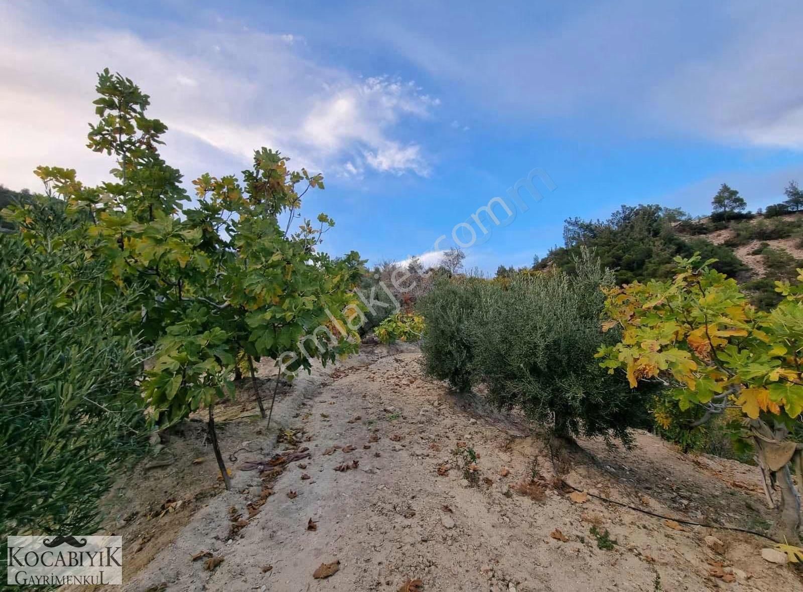 Kocabıyık Gayrimenkul'den Güney Karaağaçlı'da Zeytin Bahçesi - Görsel 2