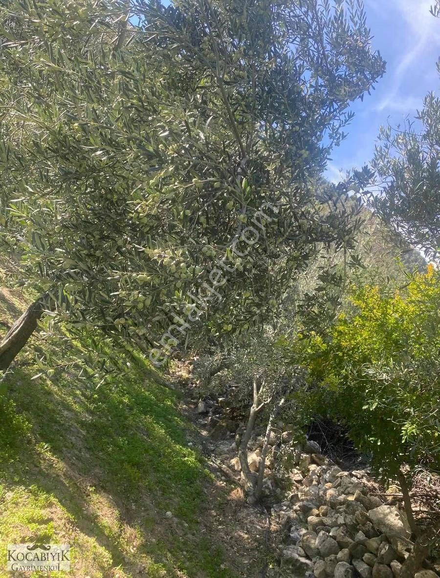 Kocabıyık Gayrimenkul'den Güney Karaağaçlı'da Zeytin Bahçesi