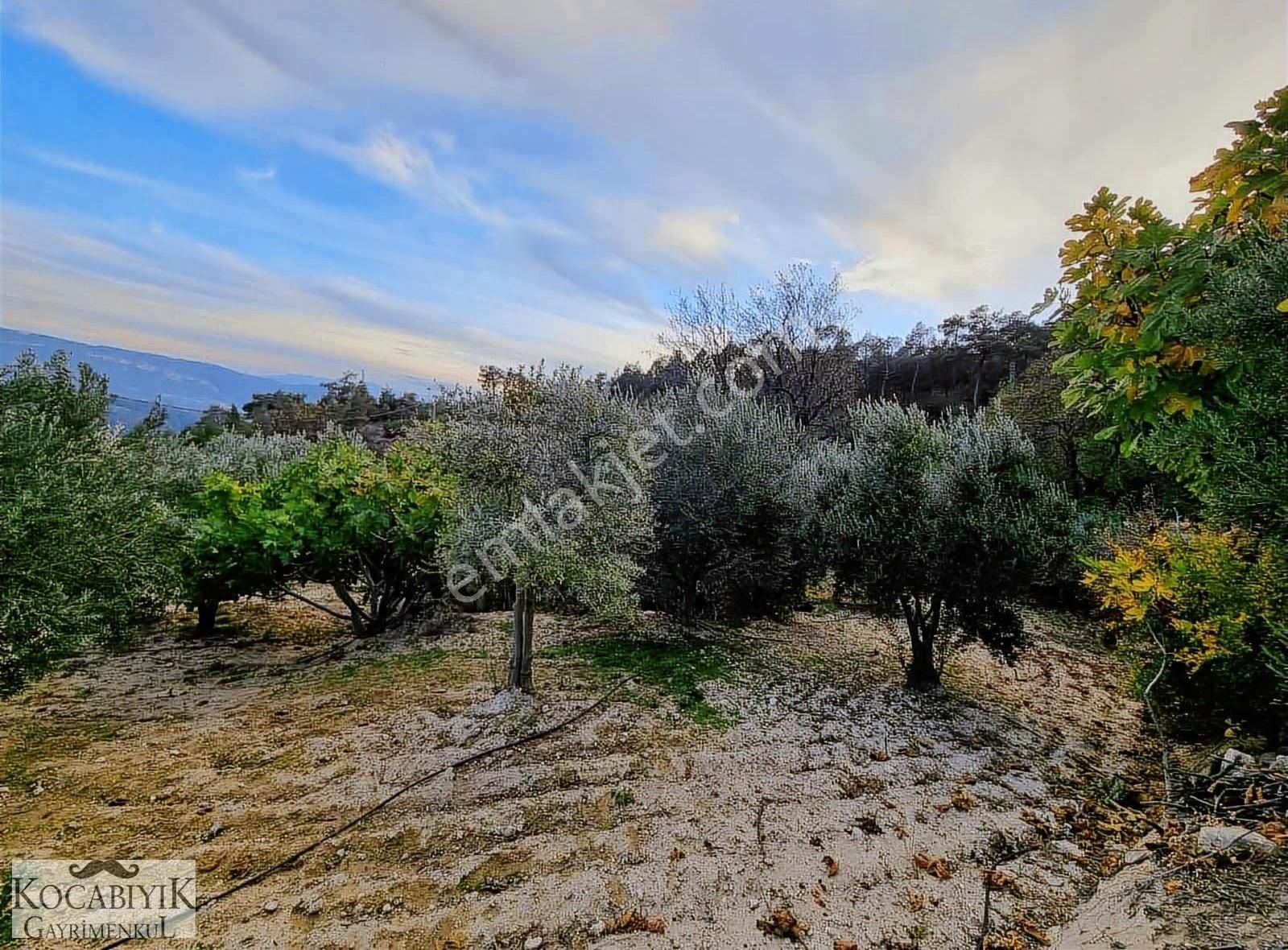 Kocabıyık Gayrimenkul'den Güney Karaağaçlı'da Zeytin Bahçesi - Görsel 5