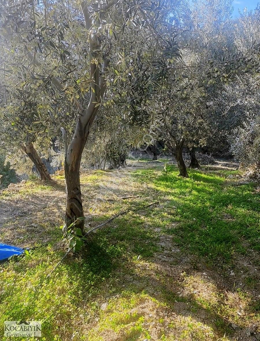 Kocabıyık Gayrimenkul'den Güney Karaağaçlı'da Zeytin Bahçesi - Görsel 6
