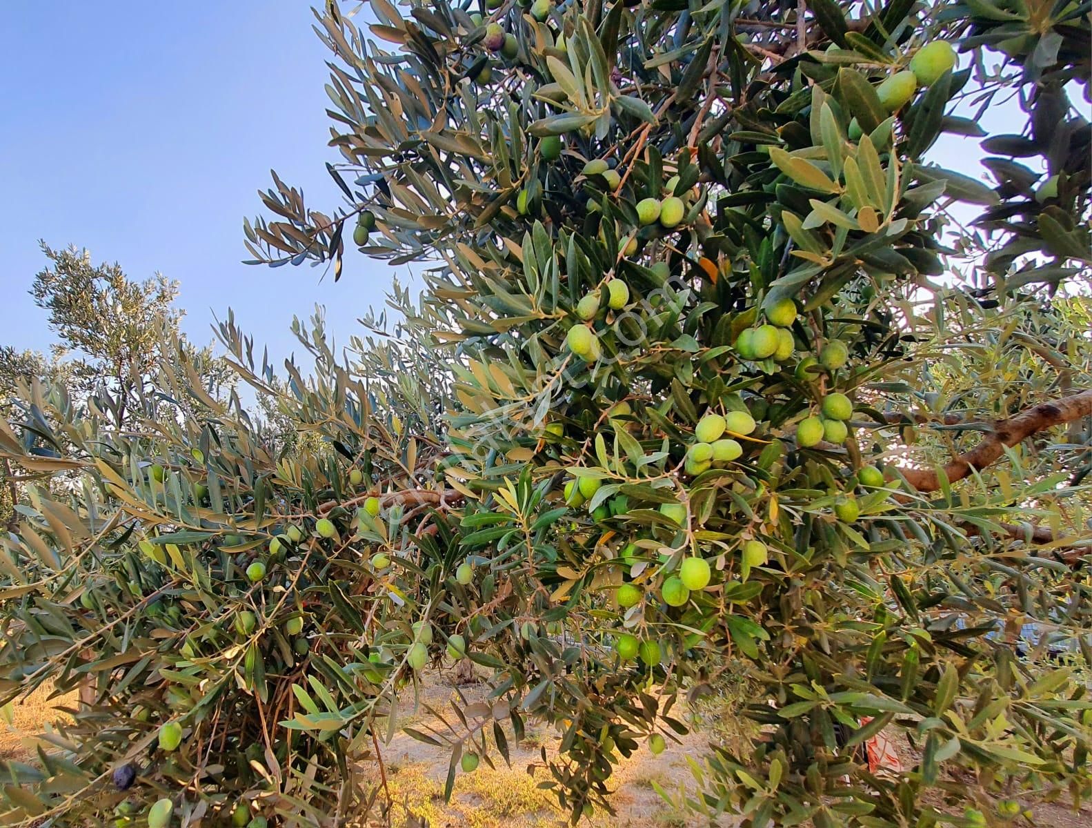 Bal Gayrimenkul- Altıntepe Gölbahçe Muhteşem Peyzaj 500 M2 Bahçe - Görsel 13