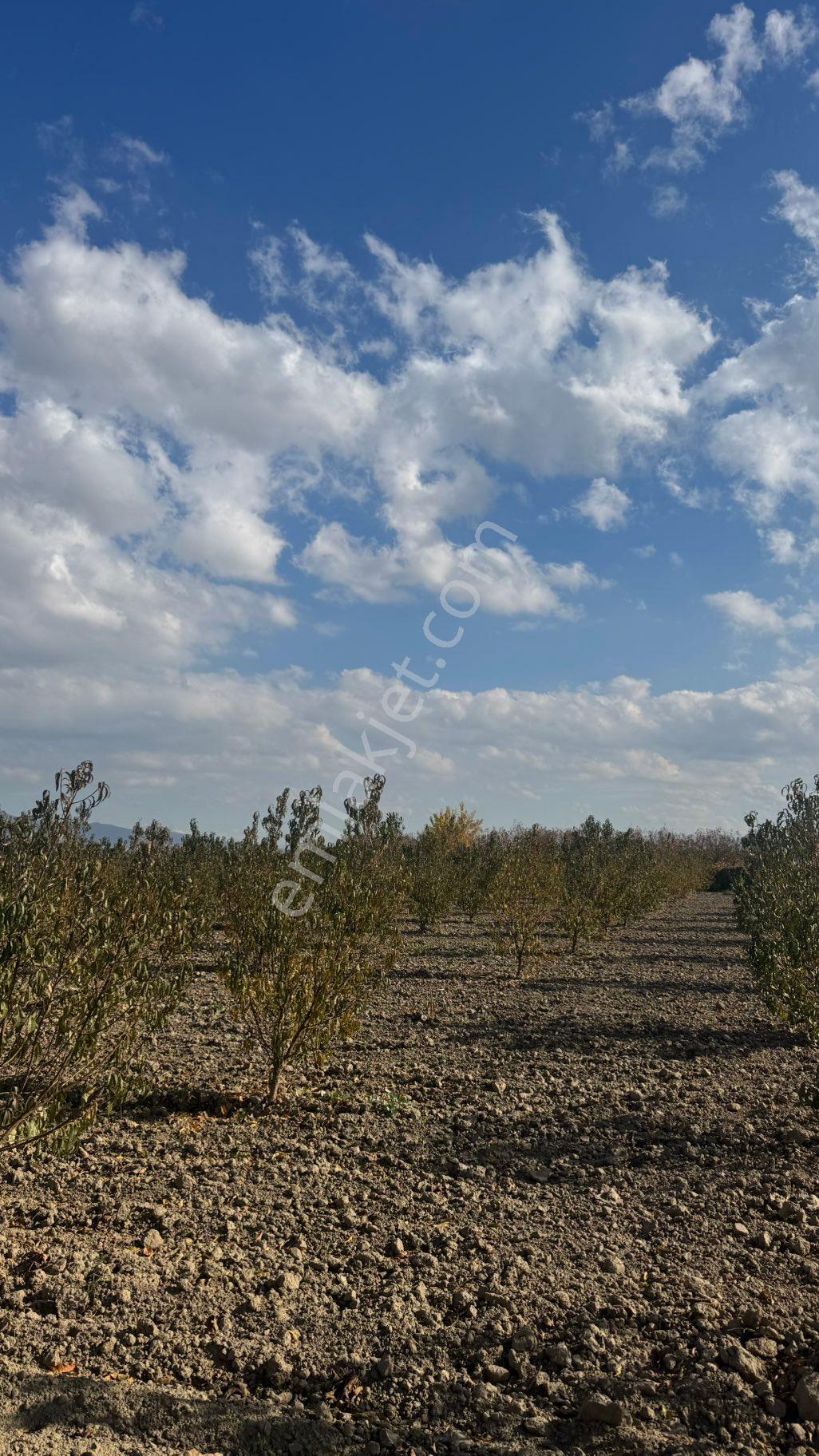 Beyaz Gayrımenkulden Karaoglanlı Mh 5,500 M2 Kayısı Tarlası - Görsel 26