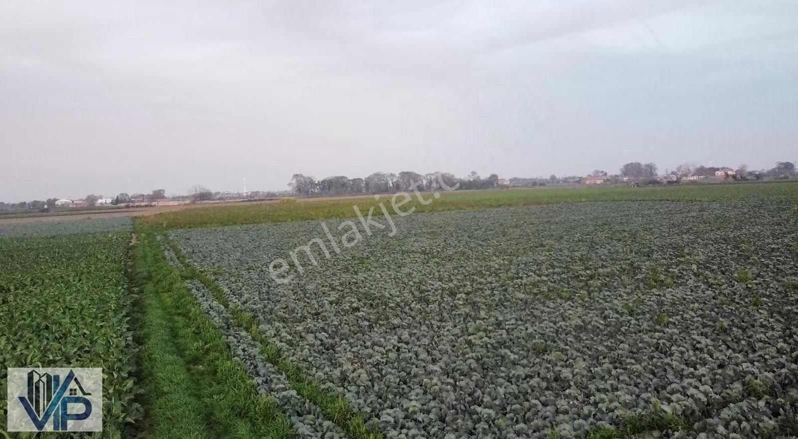 Bafra Vıp Gayrimenkulden Koşu Köyü Mah'de Satılık 24 Dönüm Tarla - Görsel 4