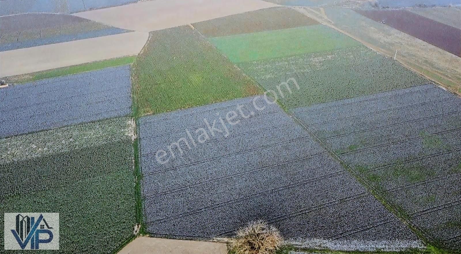 Bafra Vıp Gayrimenkulden Koşu Köyü Mah'de Satılık 24 Dönüm Tarla - Görsel 3