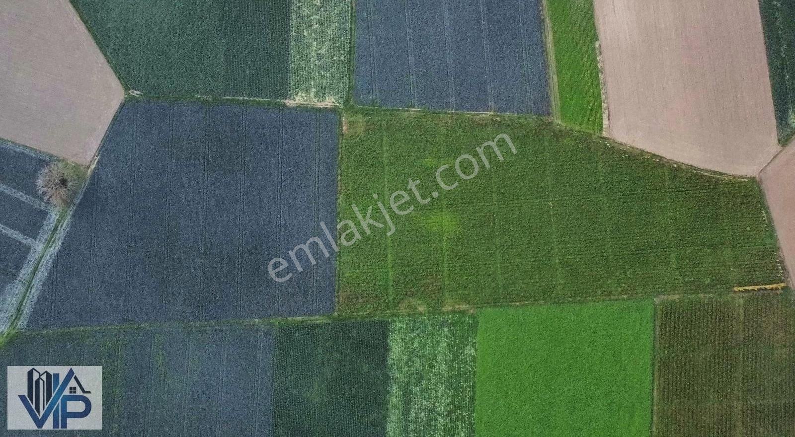 Bafra Vıp Gayrimenkulden Koşu Köyü Mah'de Satılık 24 Dönüm Tarla - Görsel 2