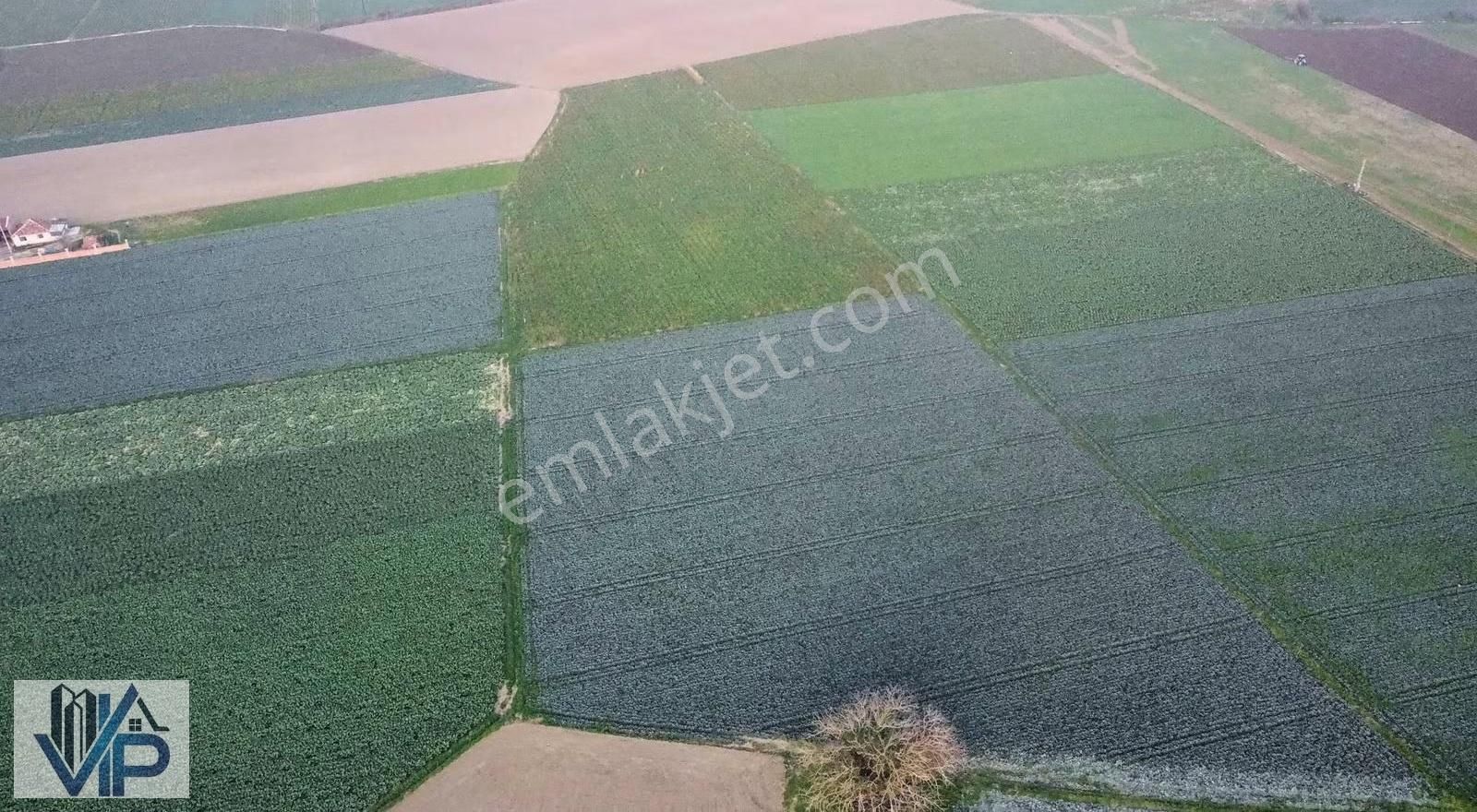Bafra Vıp Gayrimenkulden Koşu Köyü Mah'de Satılık 24 Dönüm Tarla