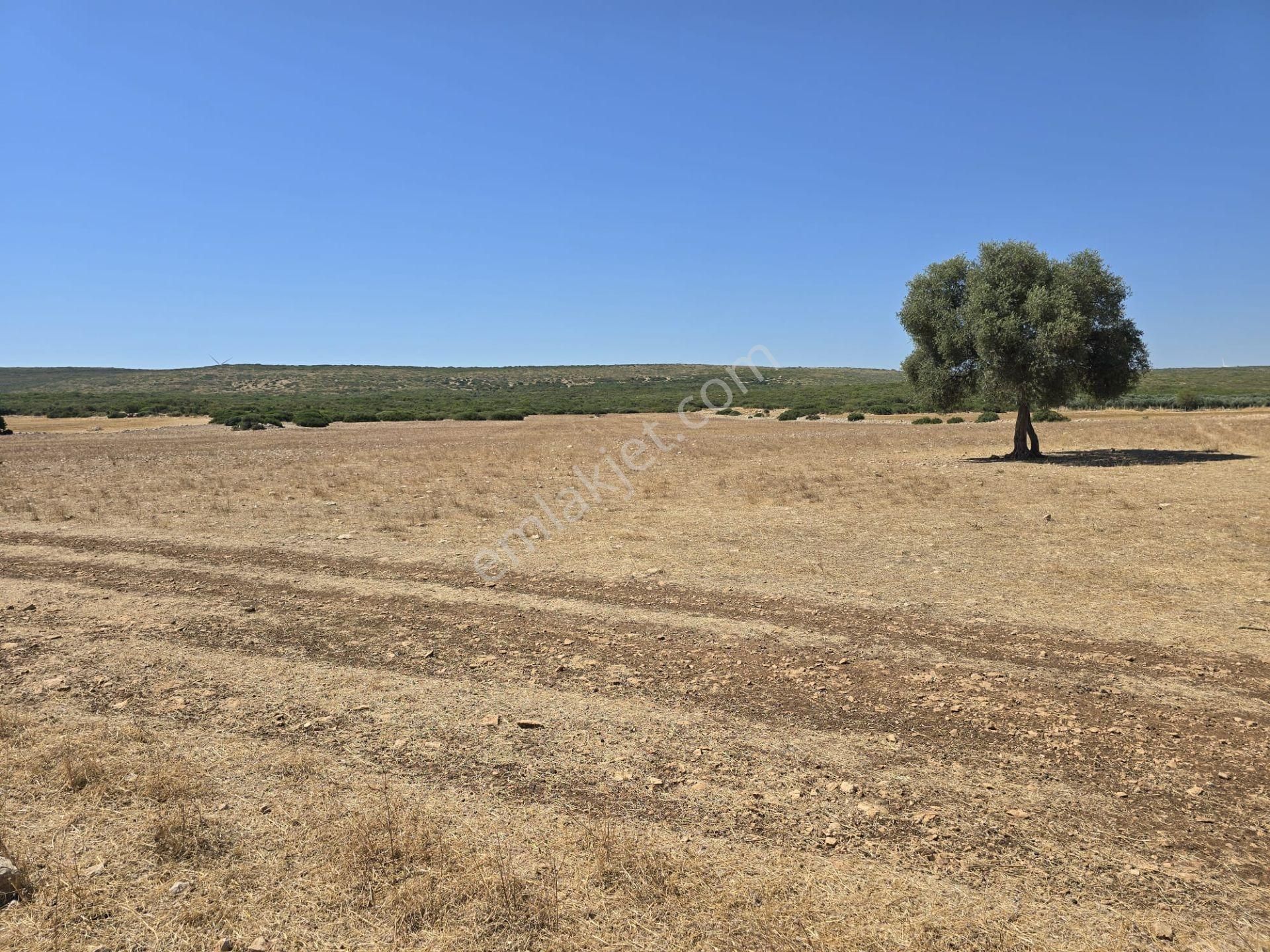 Aydın Didim'de 320m Kadastral Yol Cepheli 35 Dönüm Satılık Tarla