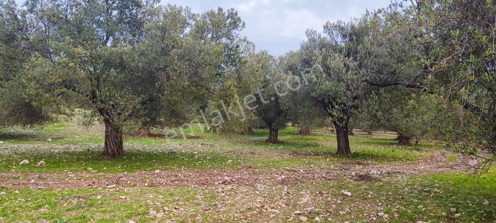 Balıkesir / Ayvalık / Murateli Mahallesi 🔹 5.495 M² Köye Yakın Konumda Muhteşem Zeytinlik - Görsel 5