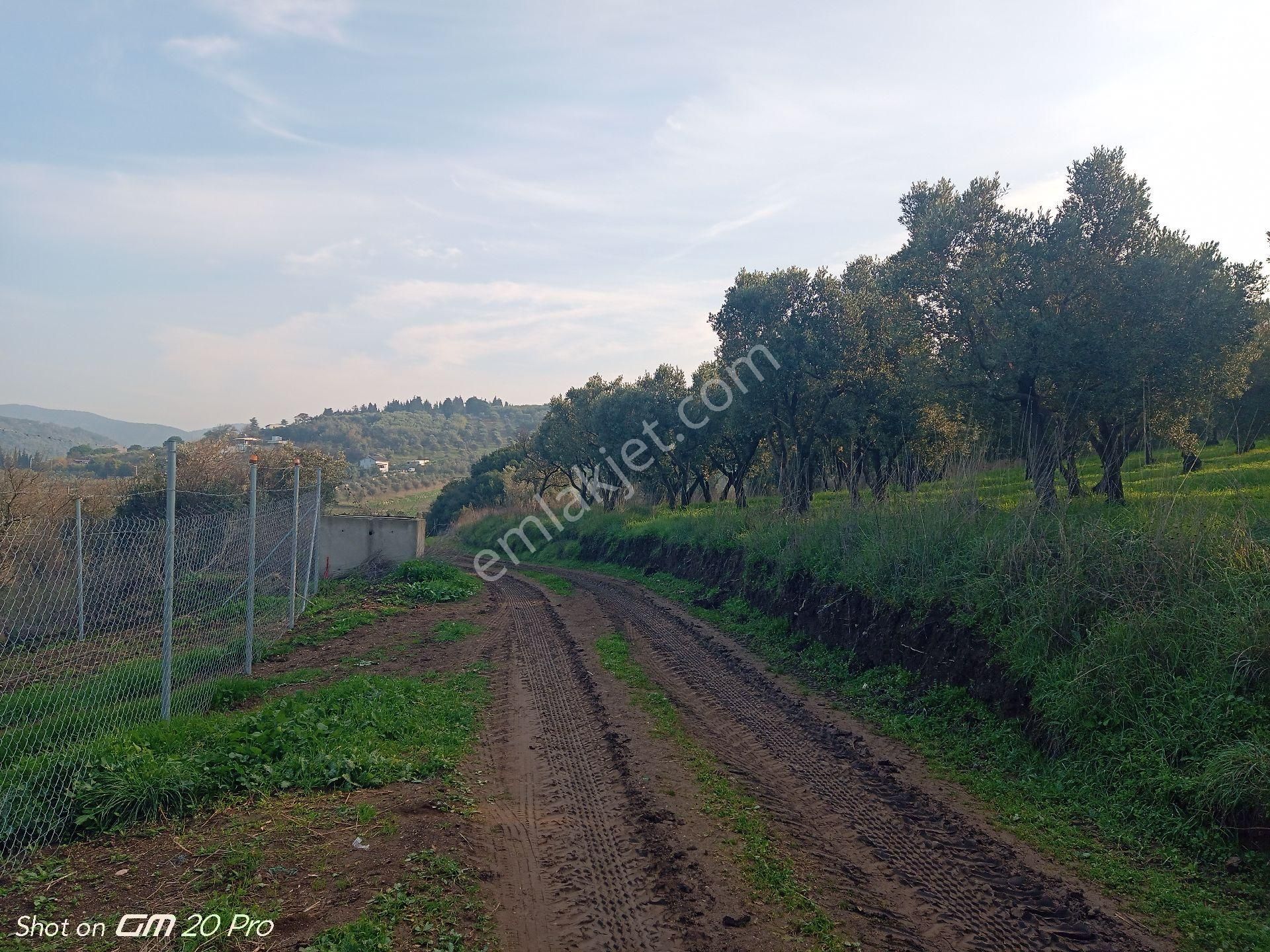Mudanya Yalıçiftlik Satılık Parseller - Görsel 2