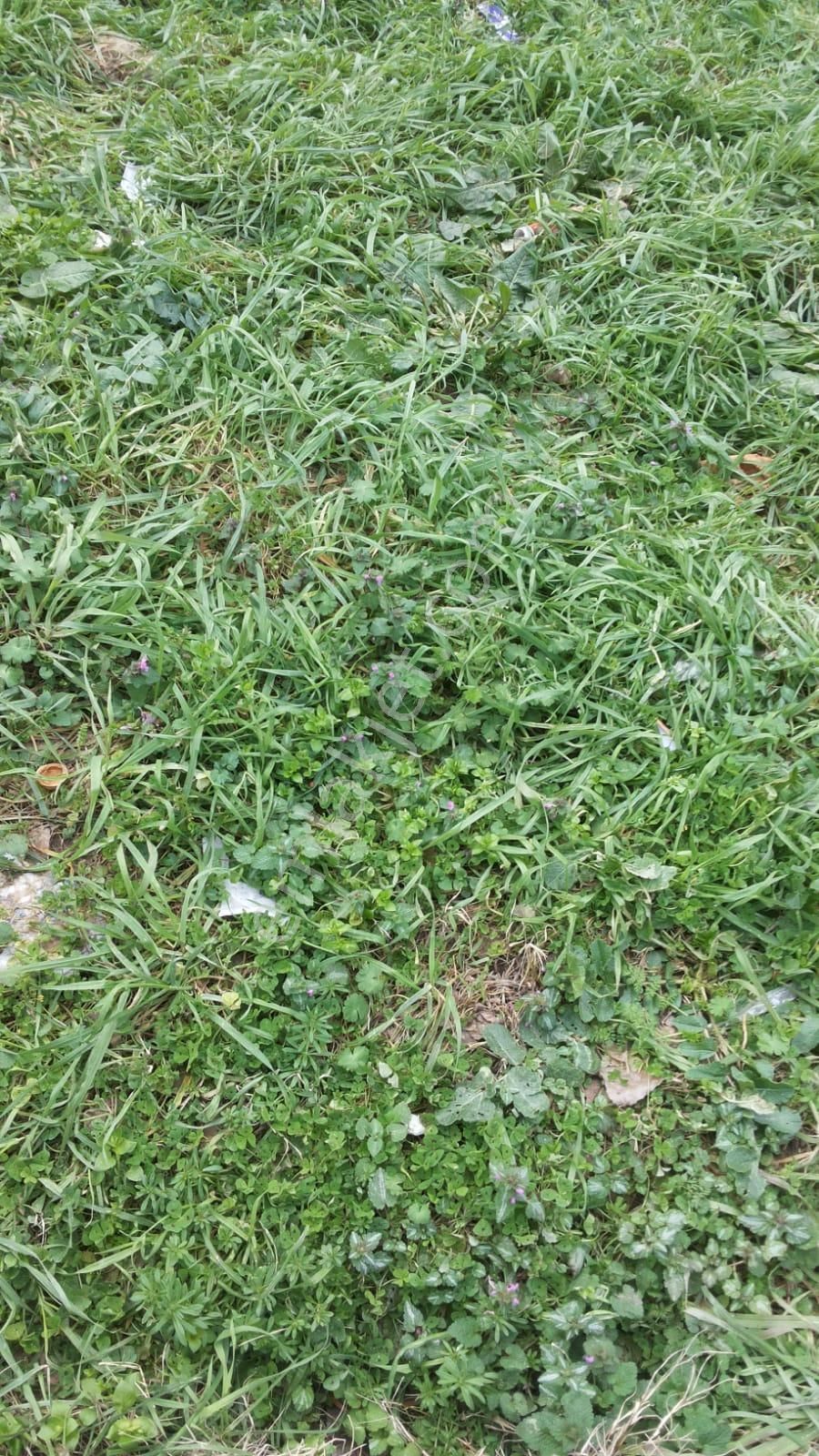 Çatalca Kaleiçinde 2,300m Satılık Düşeş Kazandıracak İmarlı Arsa No:444