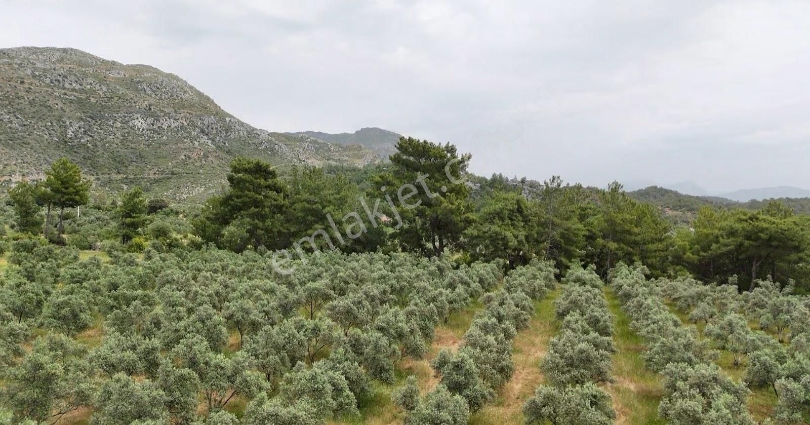 Zeytinalanı Mahallesi Yuvarlakçay Yolu Üzerinde 5.600 M2 Arazi - Görsel 3