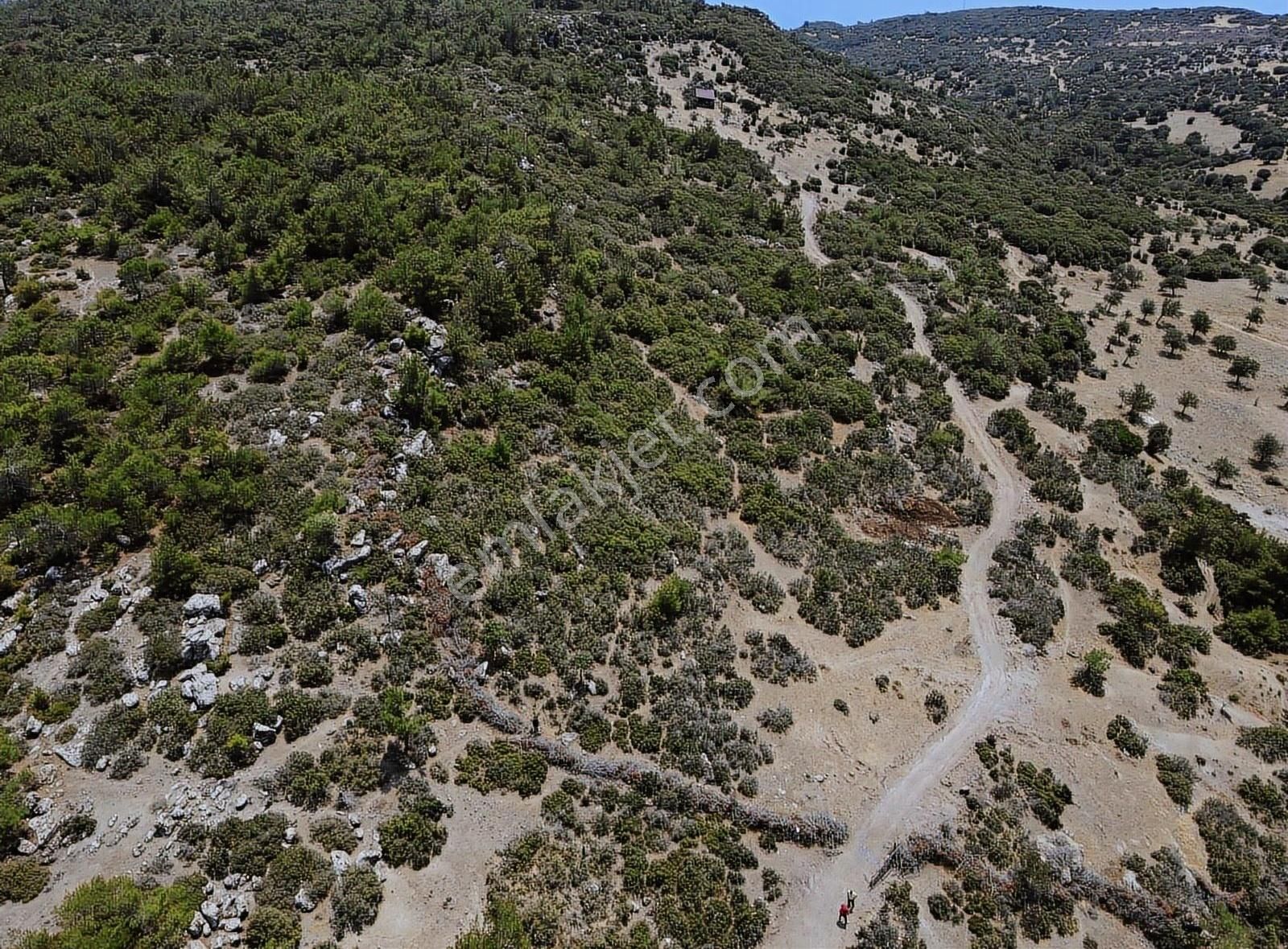 Ayvacık Koyunevinde Satılık Kaçırılmayacak Hisse !! - Görsel 2