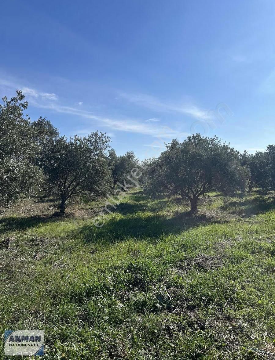 Kapaklı Mh 4.640 M2 Satılık Zeytinlik - Görsel 10