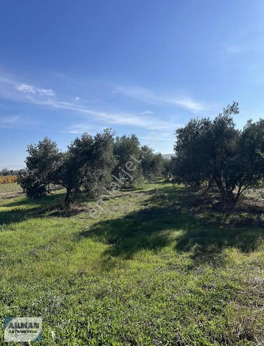 Kapaklı Mh 4.640 M2 Satılık Zeytinlik - Görsel 5