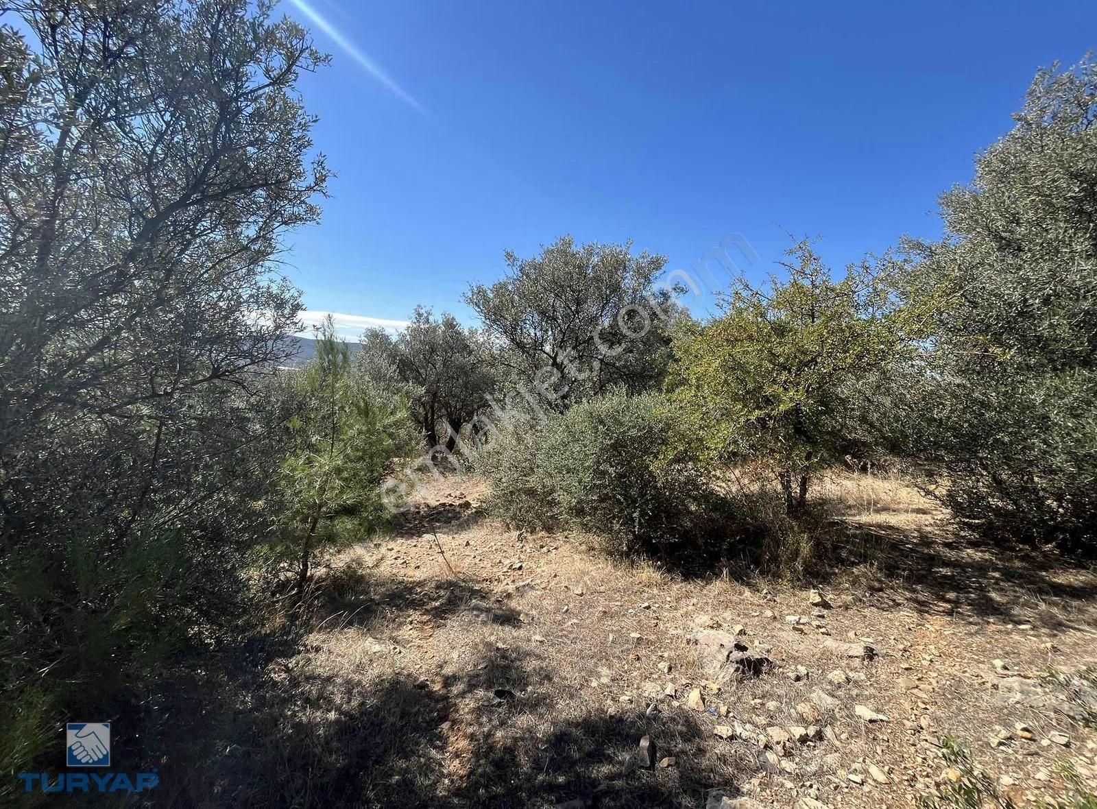 Torbalı Dirmil Mah.3246 M2 Müstakil Parsel Zeytinlik